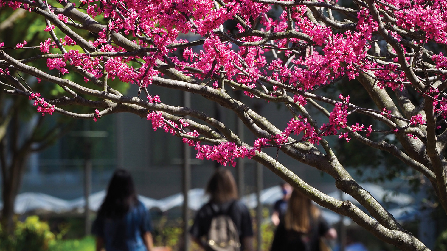 Pink blossoms on a tree near a campus walkway.