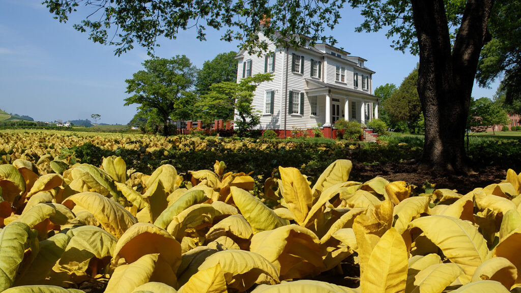 The modern Spring Hill House surrounded by tobacco plants.