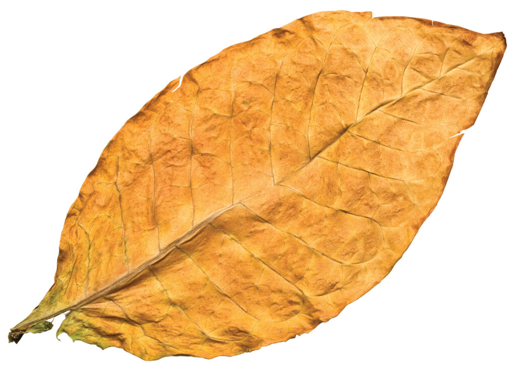 A single Bright tobacco leaf.