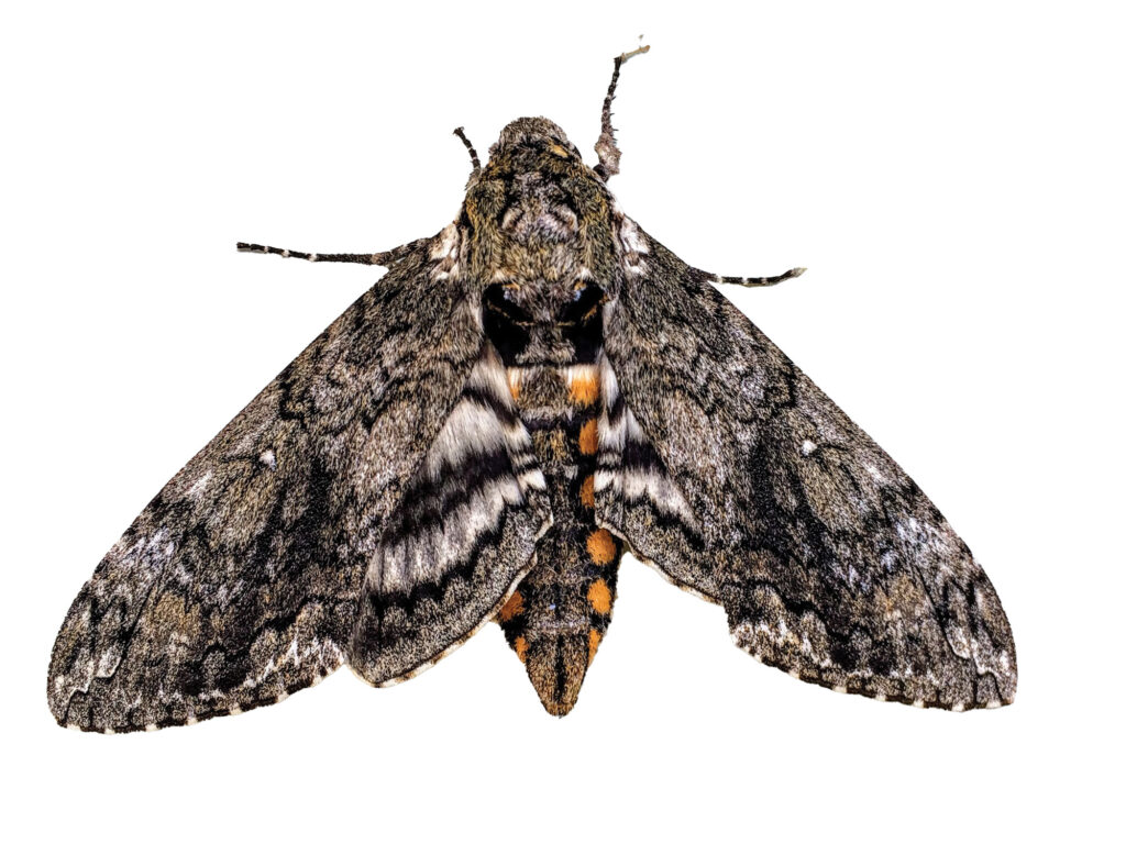 A Tobacco sphinx, a type of moth.